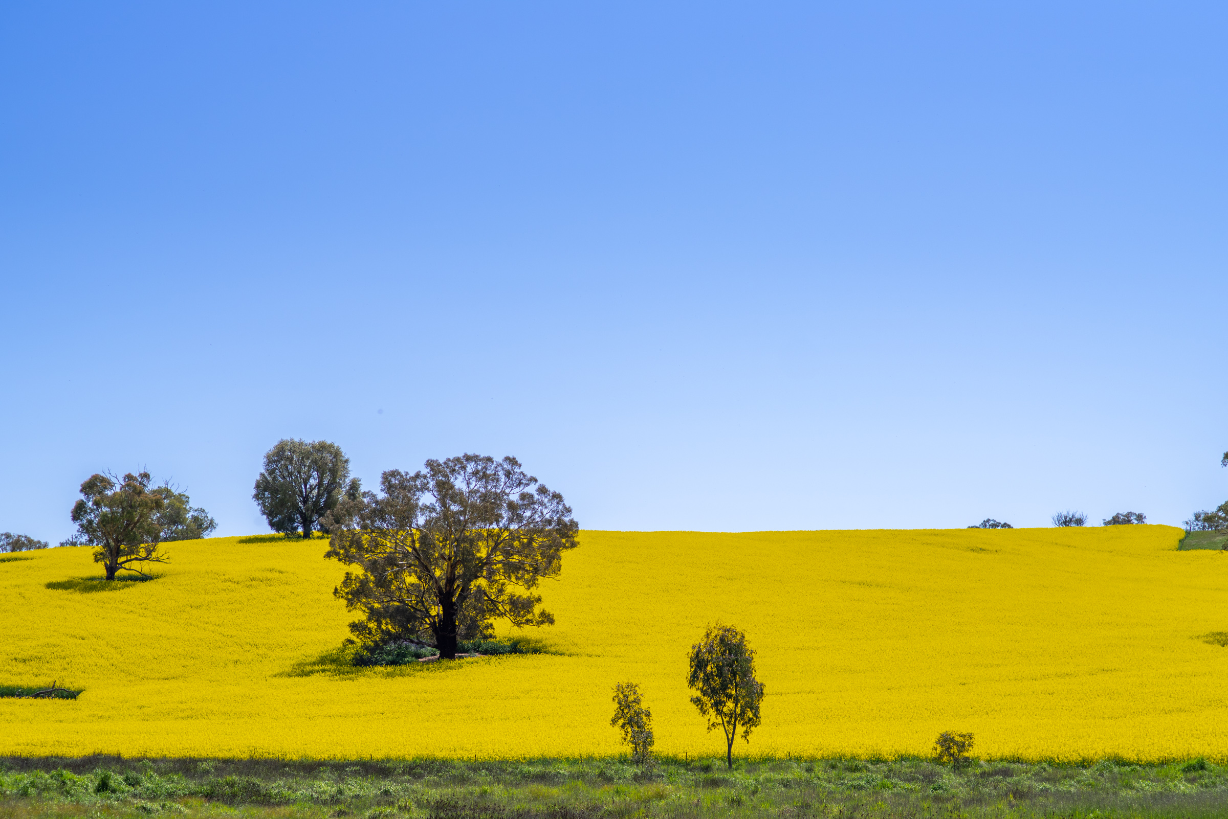 Aussie Blog – Temora