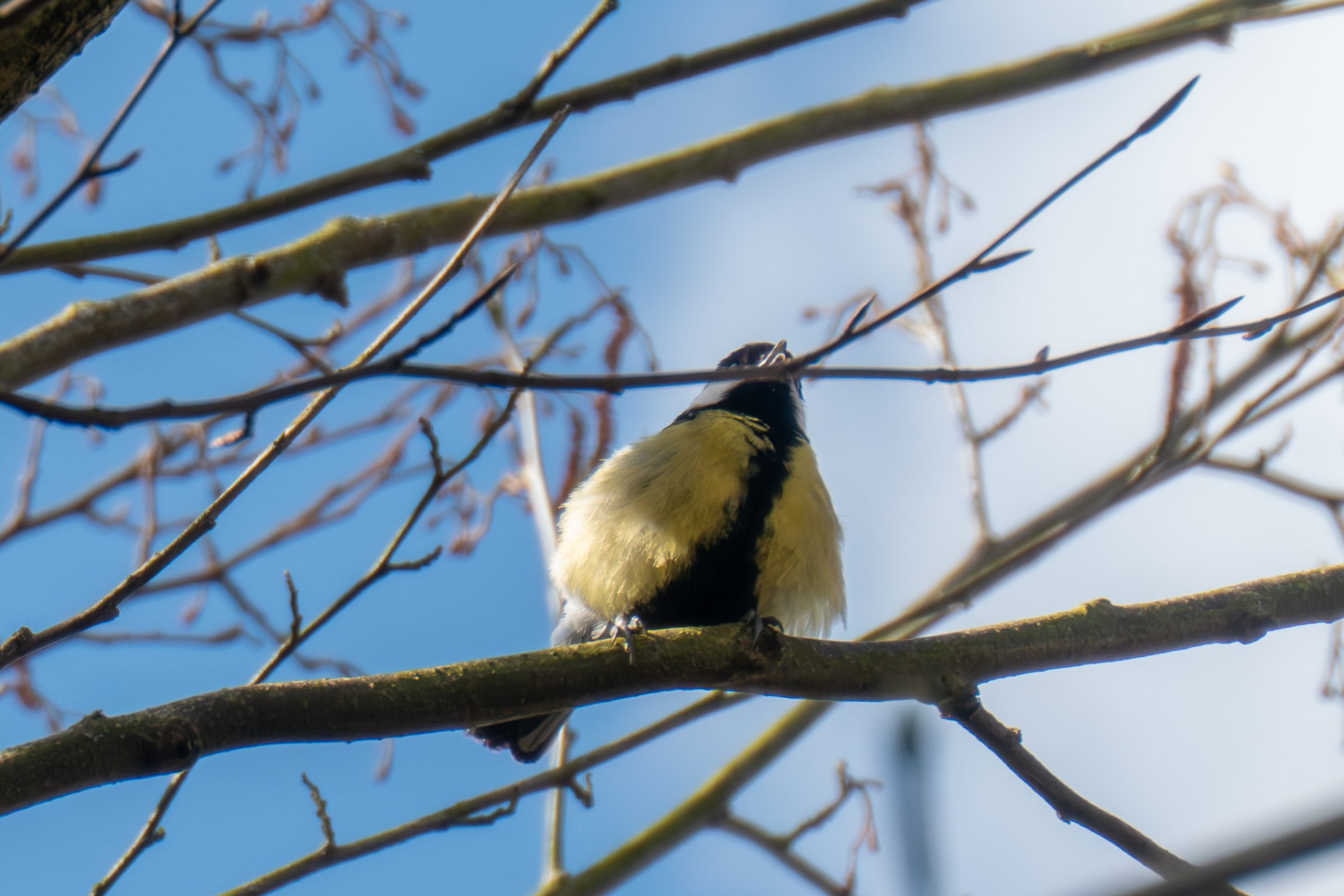 A great tit.