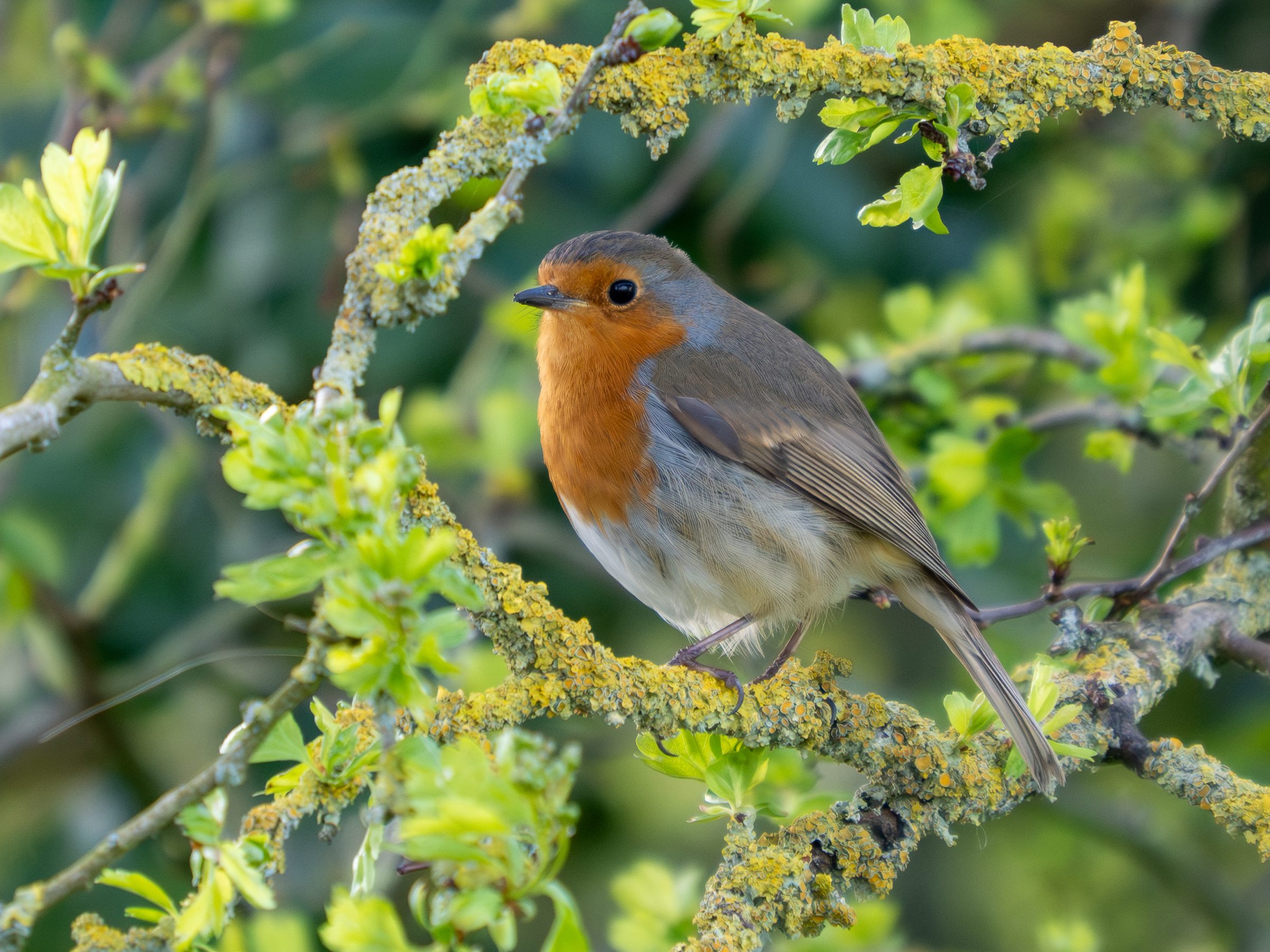 A robin sitting in a tree.