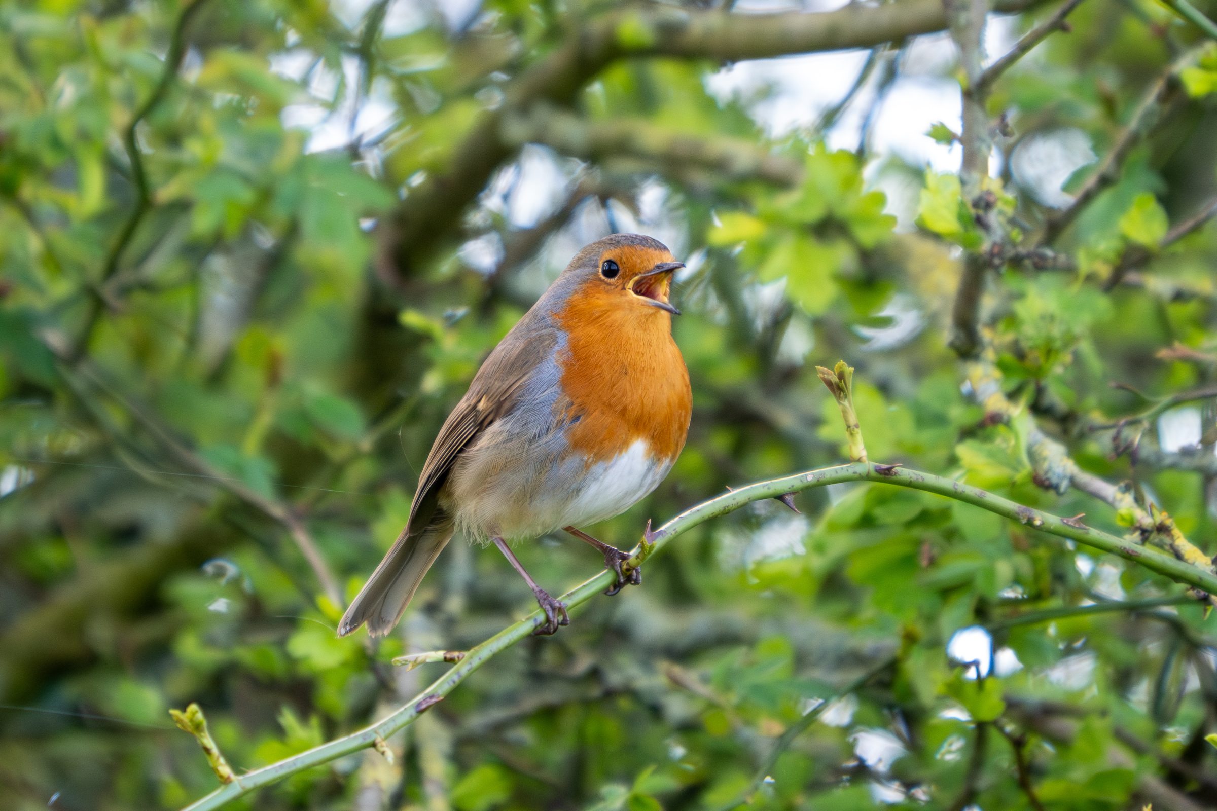 A robin singing in a tree.