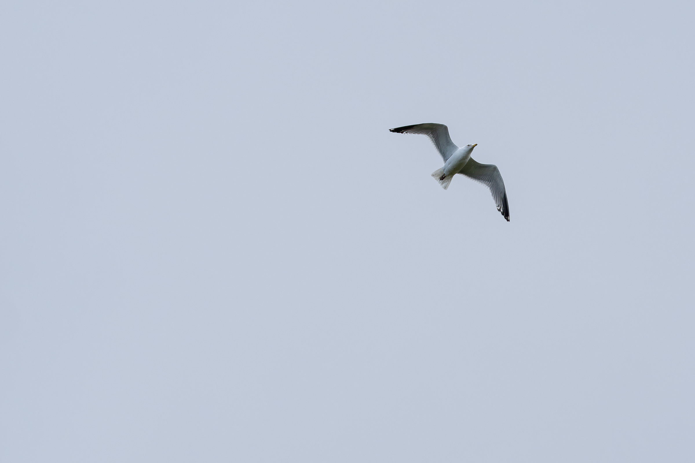 A kittiwake flying with its wings extended in a bleak grey sky.