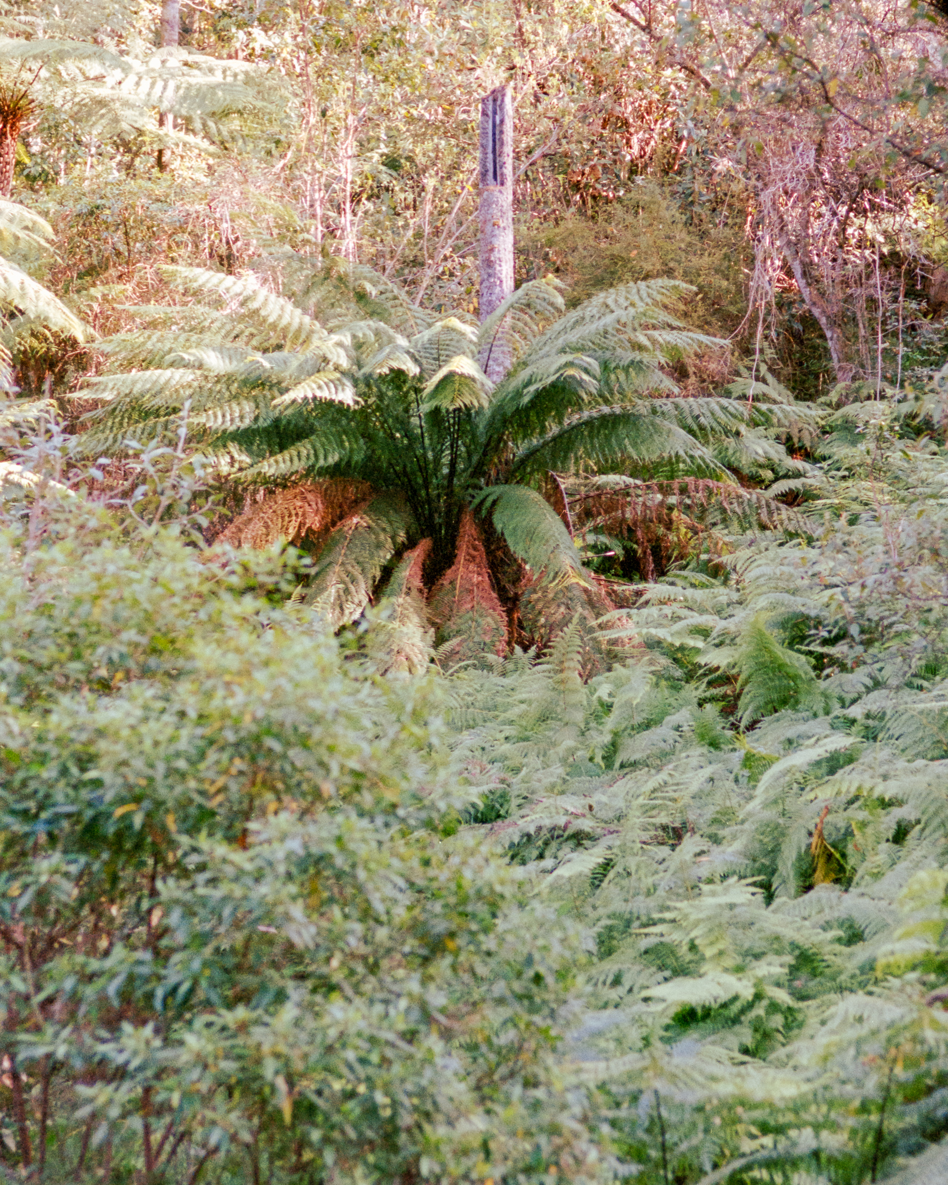 Pentax Super Program - Pentax-FA 77mm - Kodak Portra 400