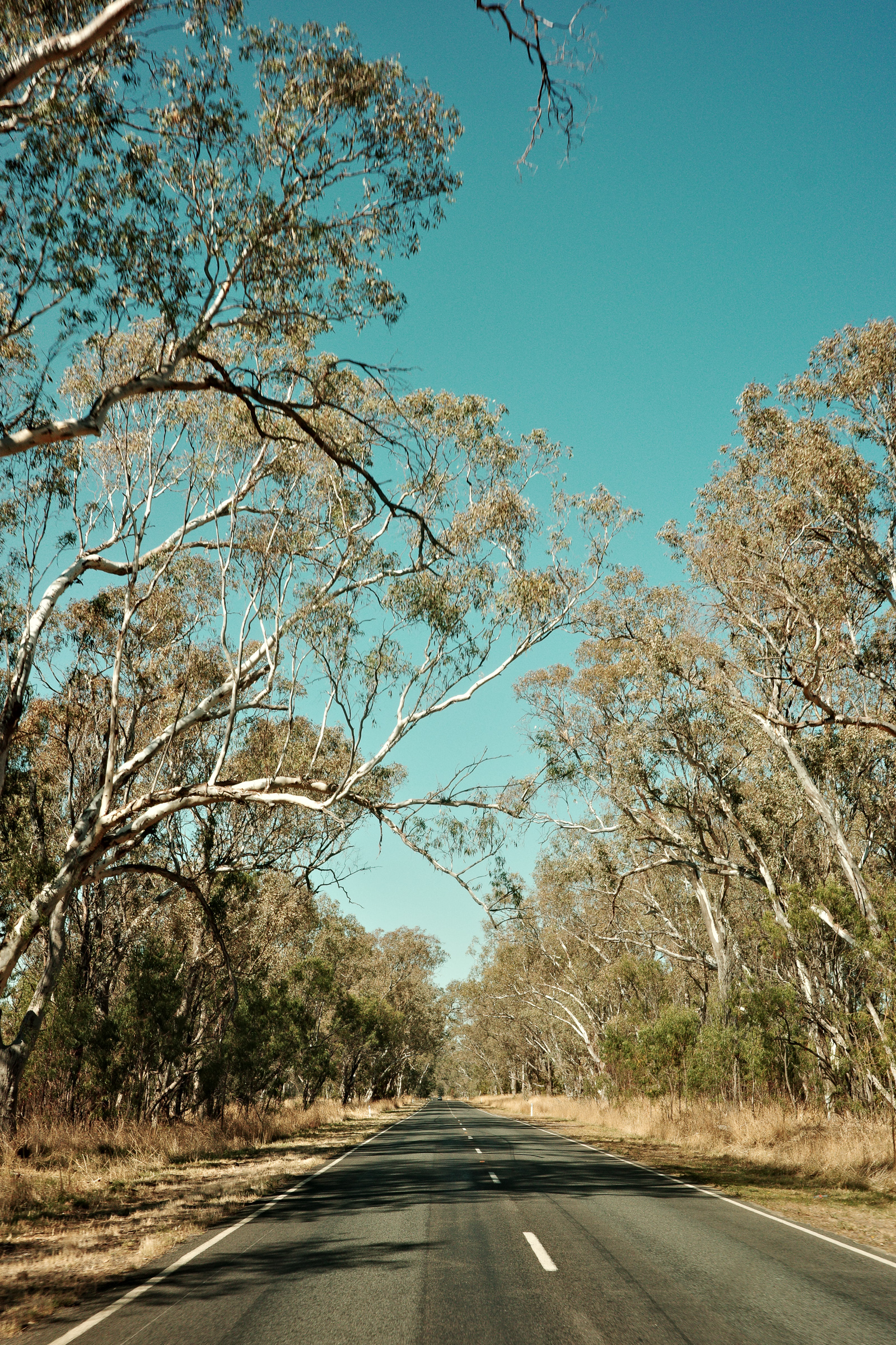 A country road in Australia - lined with gum trees. Taken on a Ricoh GR IIIx with a JPG recipe.