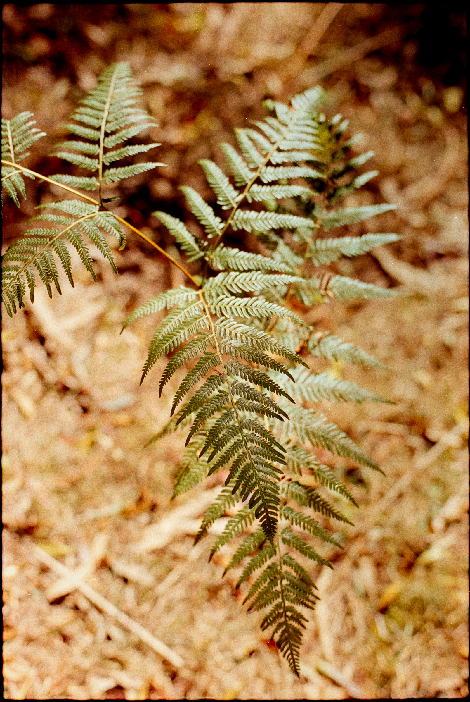 Olympus OM-10 - Kodak 250D
