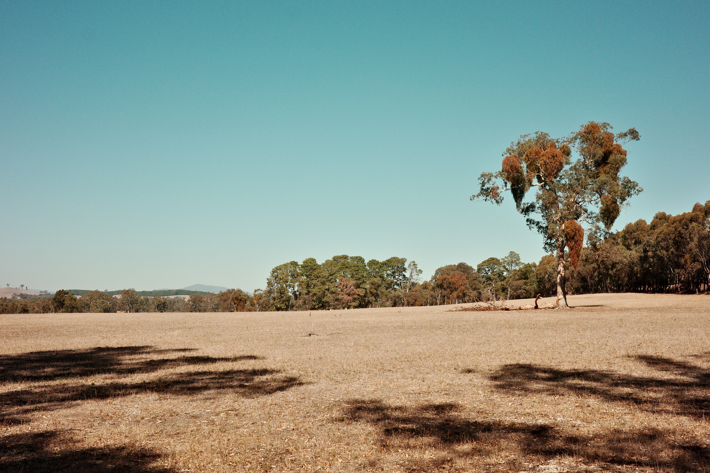 A tree in a dry filed - Ricoh GR IIIx