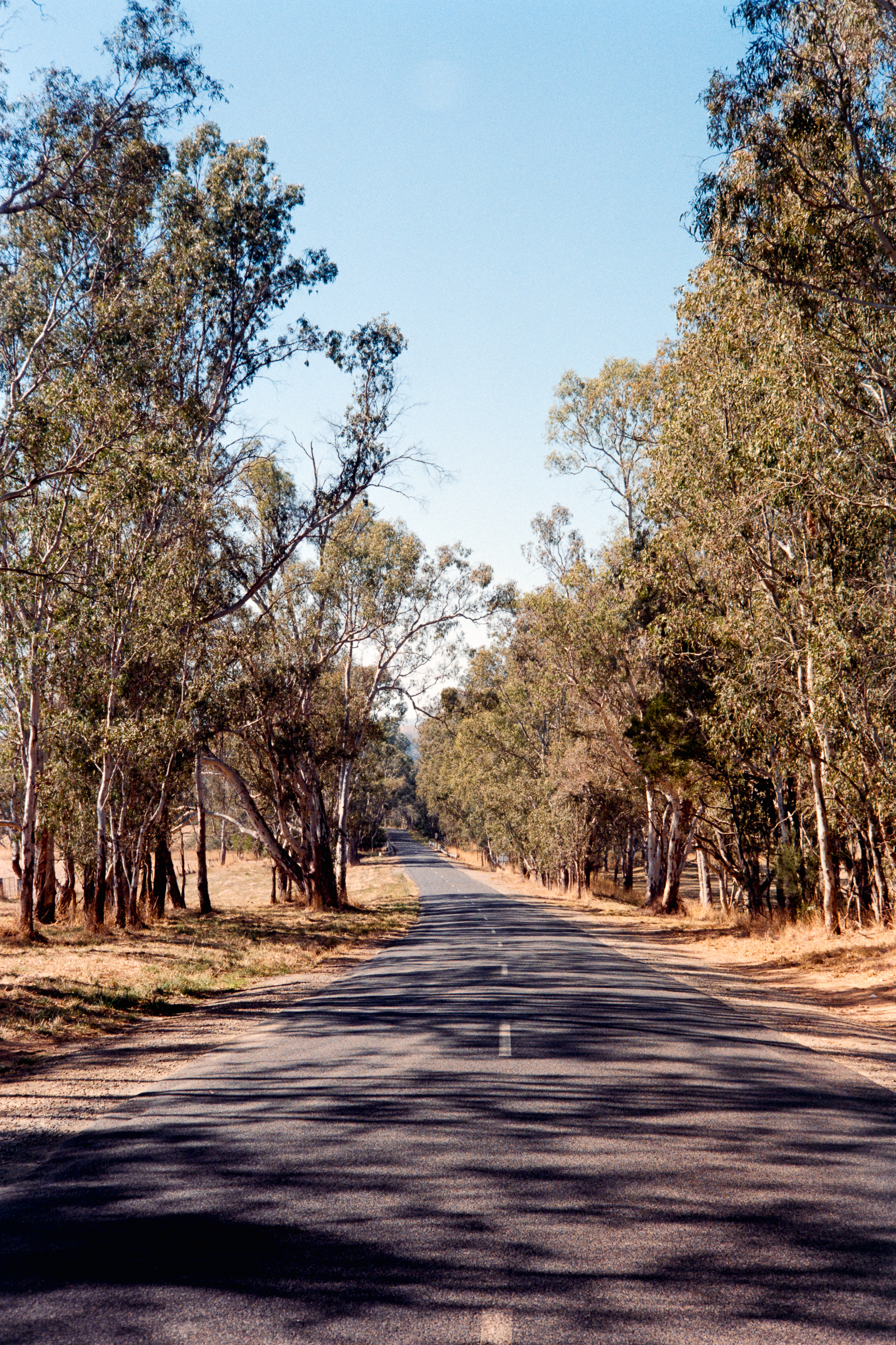 A country road in Australia - lined with gum trees. Taken on an Olympus 35RC with Kodak Gold Film.