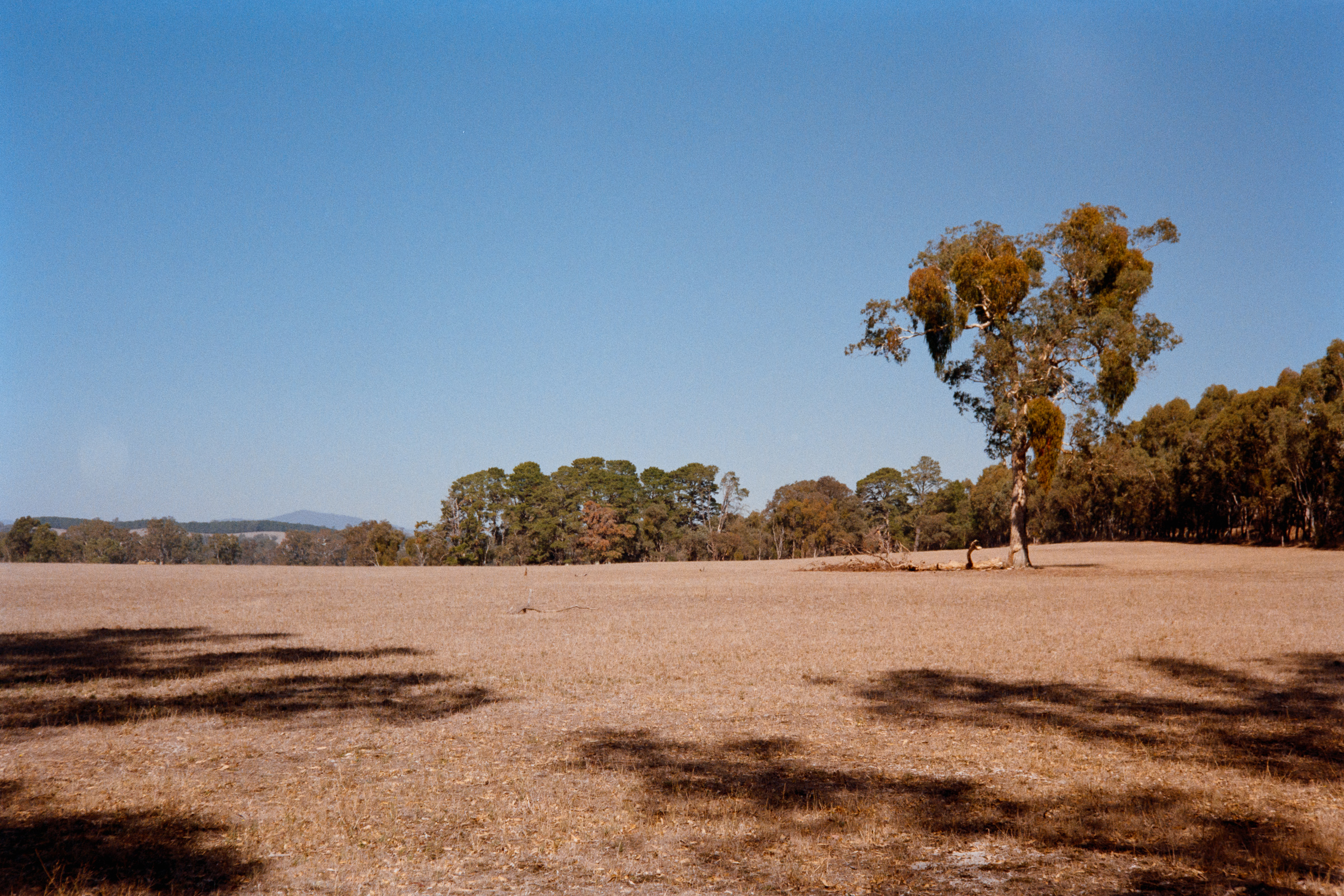 A tree in a dry field - Olympus 35RC - Kodak Gold